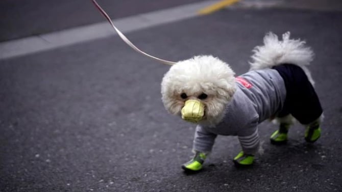 Consejos para cuidar a tus mascotas durante la cuarentena